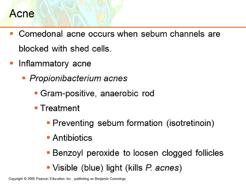Acne Comedonal acne occurs when sebum channels are blocked with shed cells. Inflammatory acne